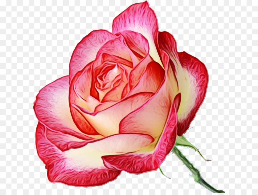 розовый，Сад роз PNG
