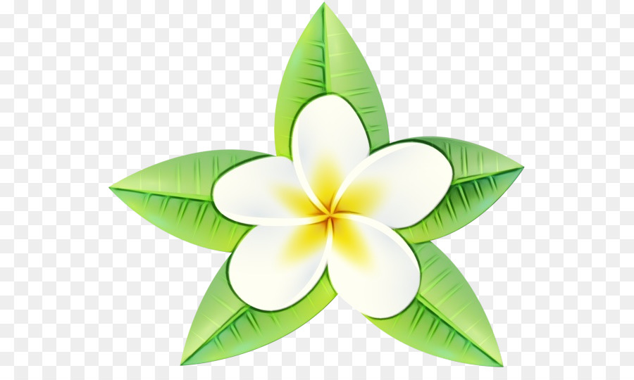 цветок，растения PNG