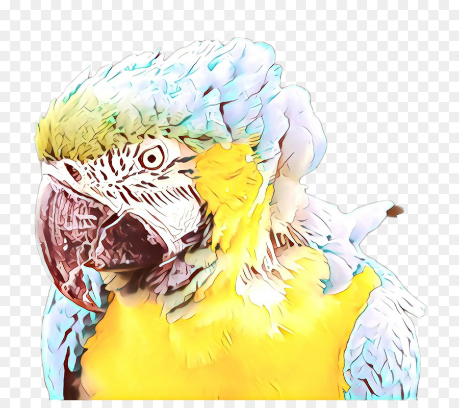 Ара，Parakeet PNG