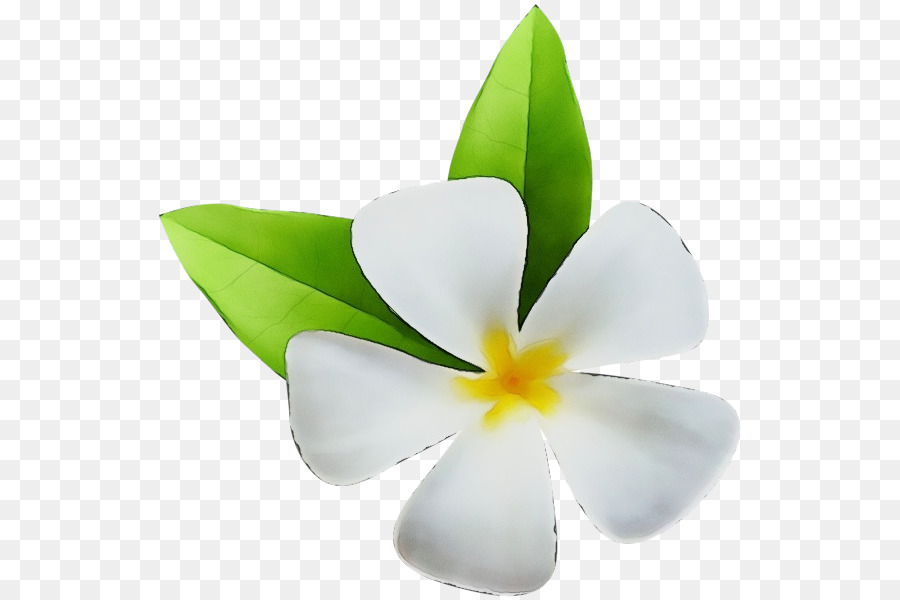 растения，цветок PNG
