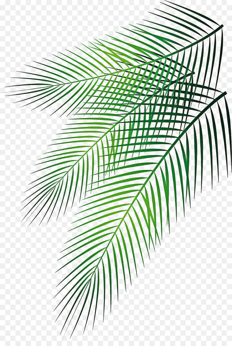 пальмы，Рисунок PNG