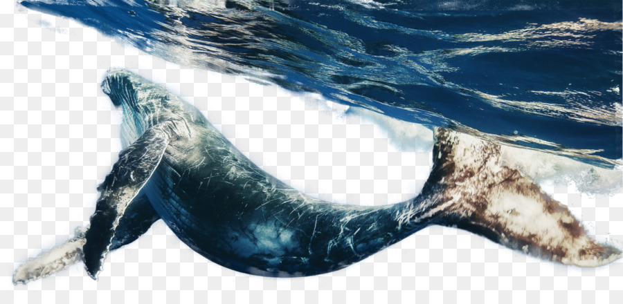 киты，синий кит PNG