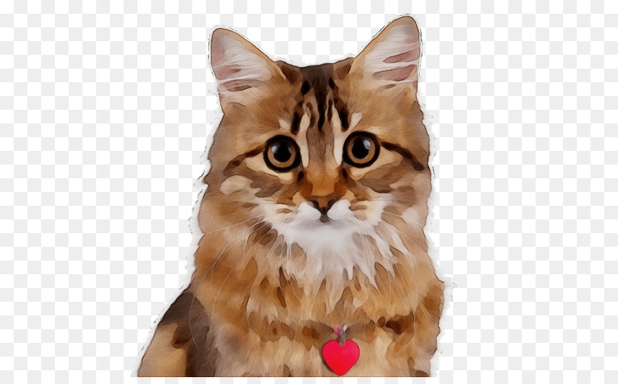 Сибирская кошка，Котенок PNG