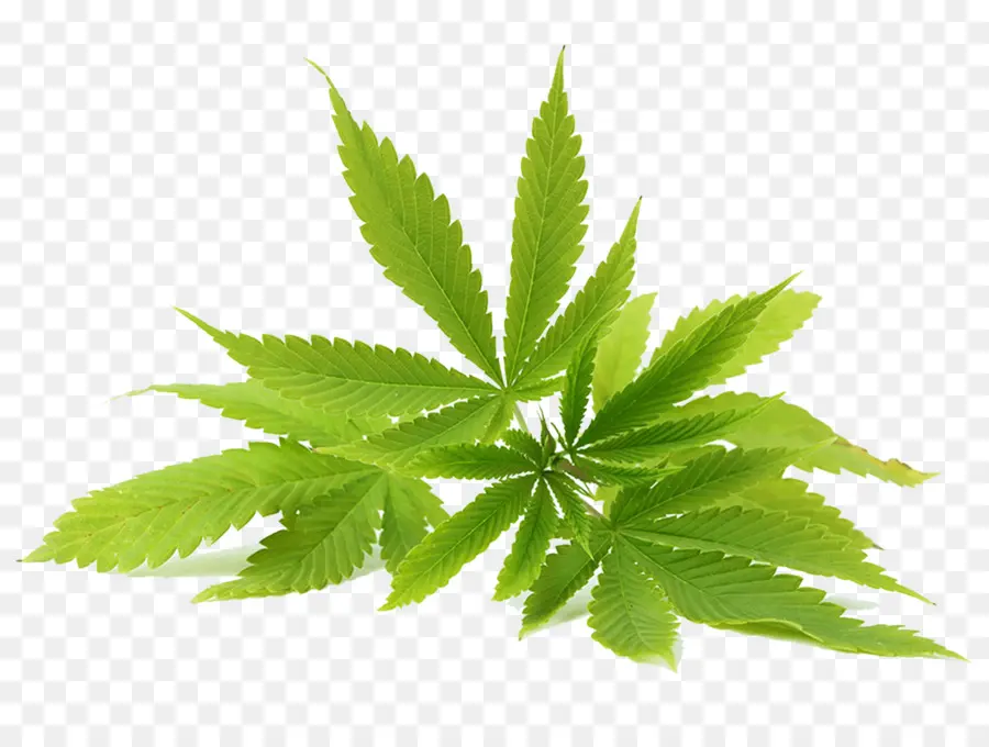 Cannabis Sativa，Пеньки PNG
