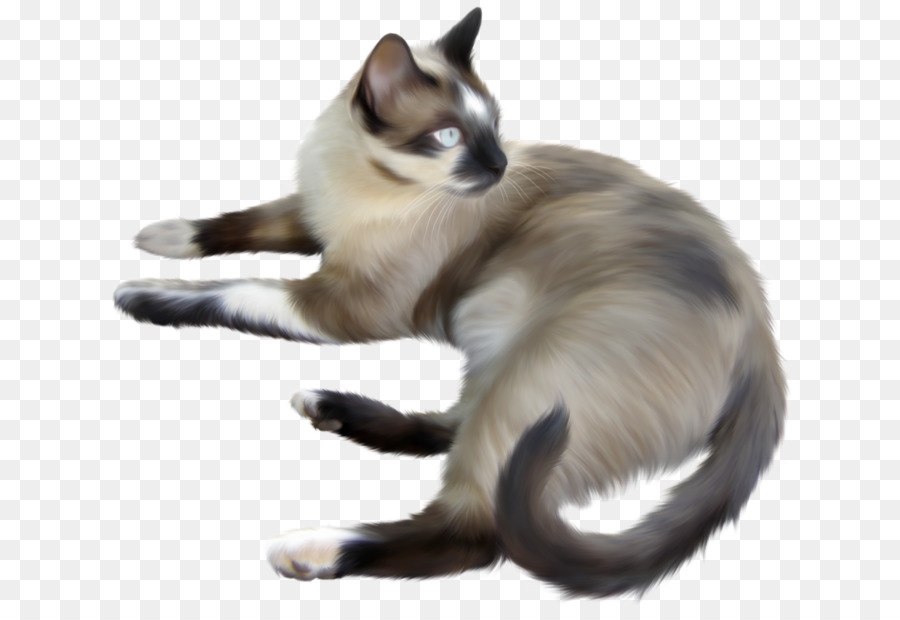 балинезийская кошка，Сиамская кошка PNG