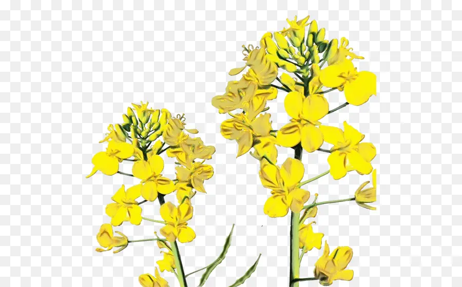 цветущее растение，цветок PNG