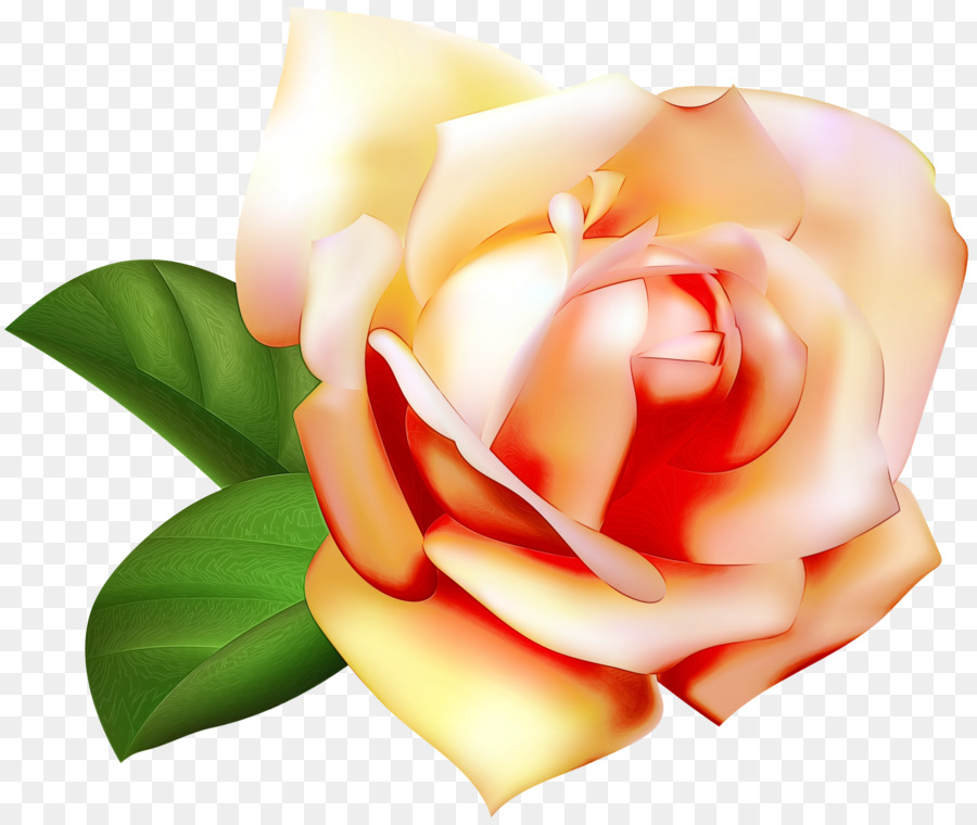 Сад роз，лепесток PNG