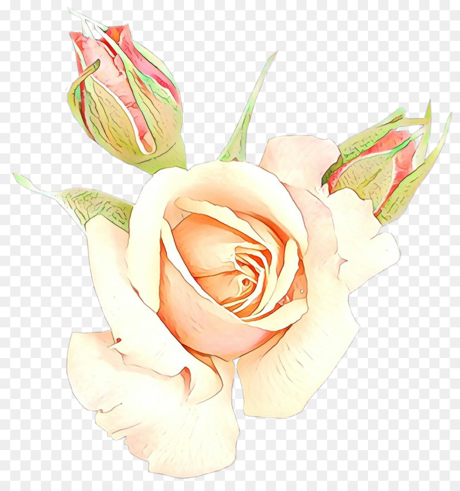 садовые розы，цветок PNG