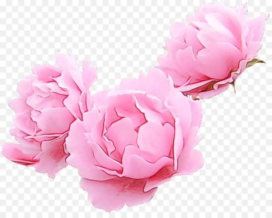 розовый，лепесток PNG