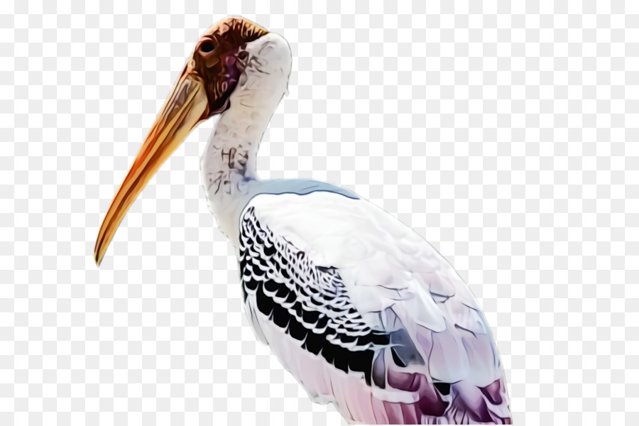 птица，пеликан PNG