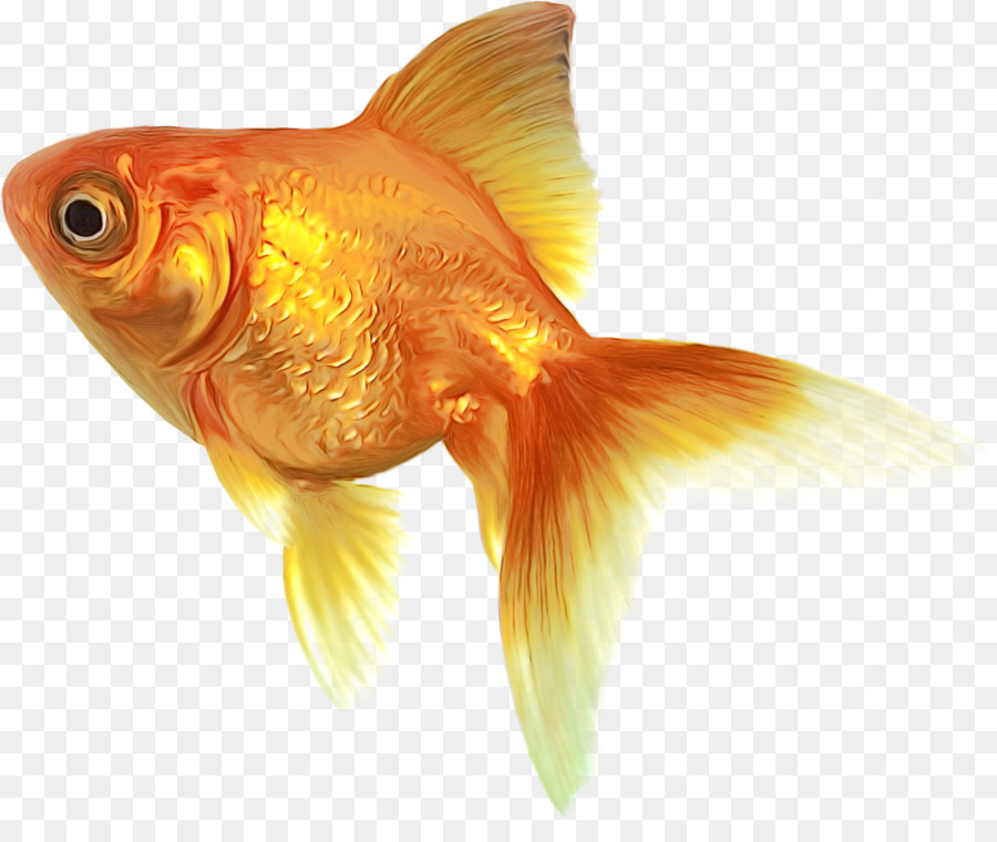 рыба，золотая рыбка PNG