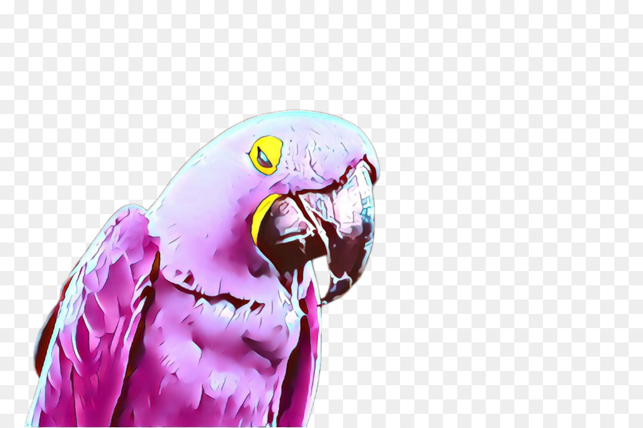 Parakeet，Птица PNG