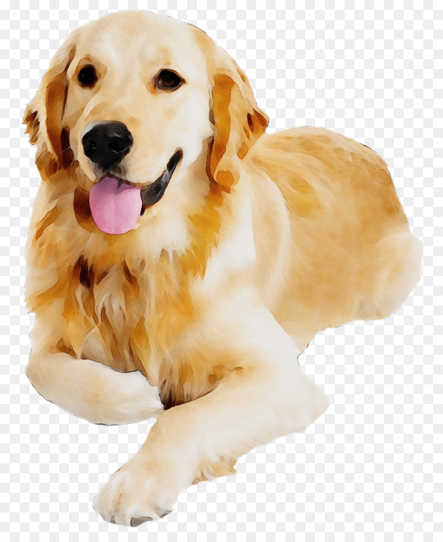 Фото собака на прозрачном фоне