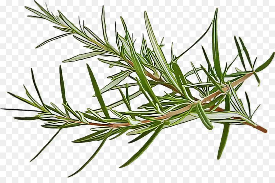 Singleleaf Pine，растение PNG