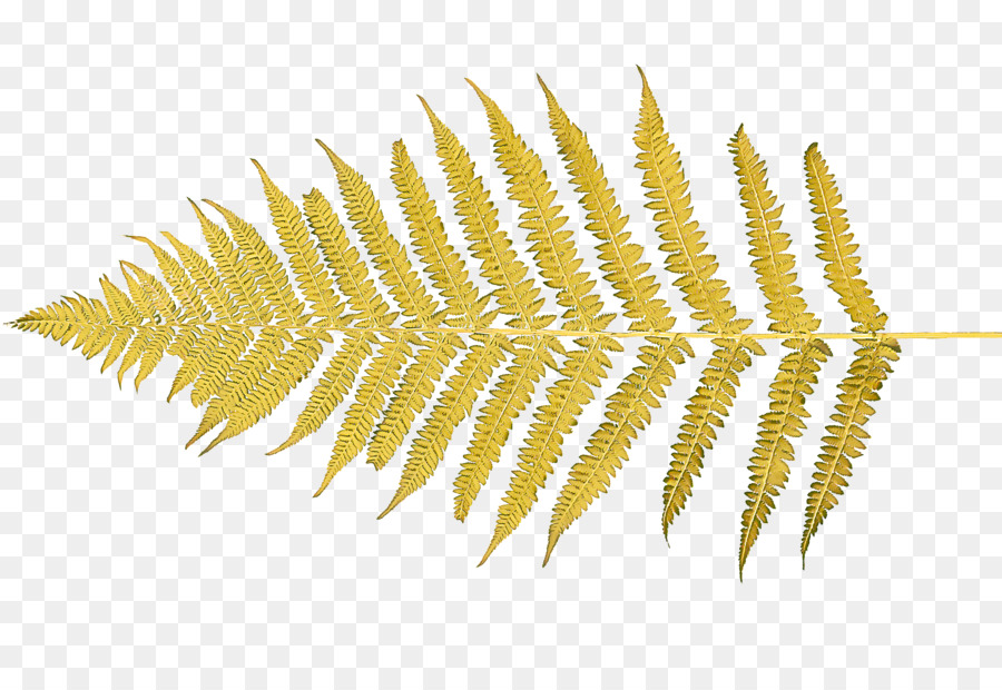 желтый，Сосудистых растений PNG