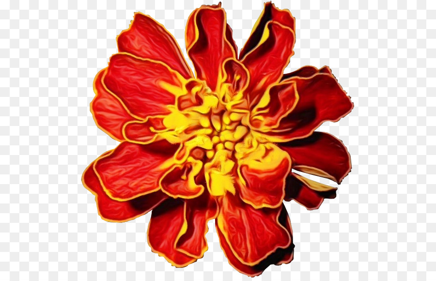 красный，цветок PNG