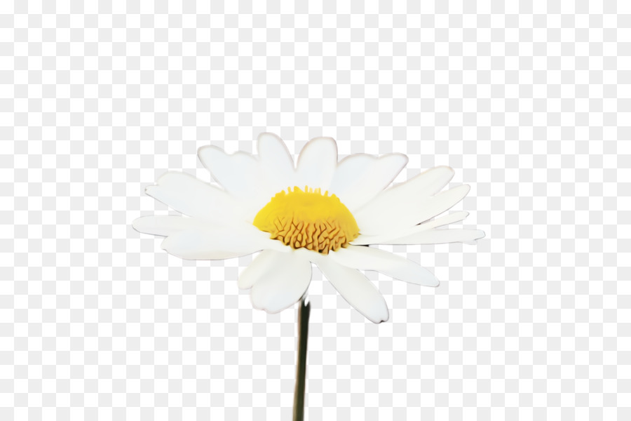 цветок，Oxeye Дейзи PNG
