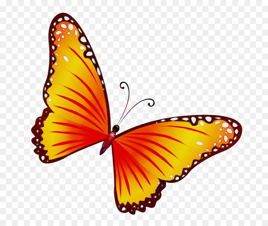 Мотыльки и бабочки，бабочка PNG