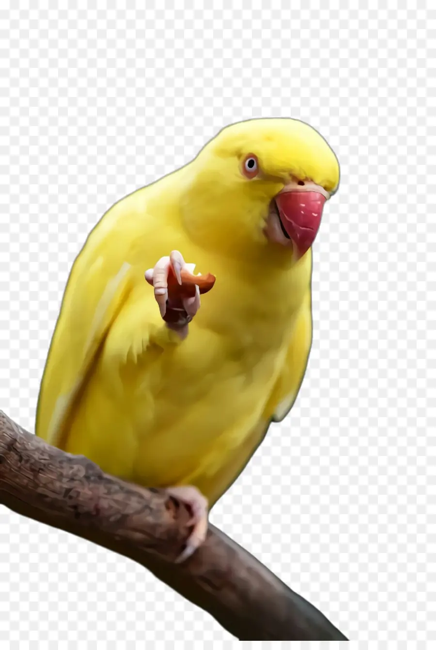 Птица，Parakeet PNG