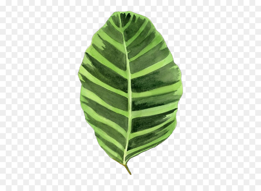 лист，растение PNG