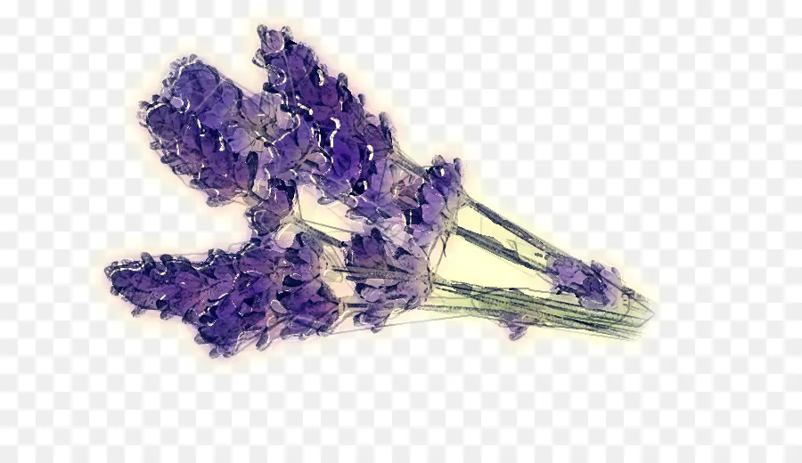 лаванда，фиолетовый PNG