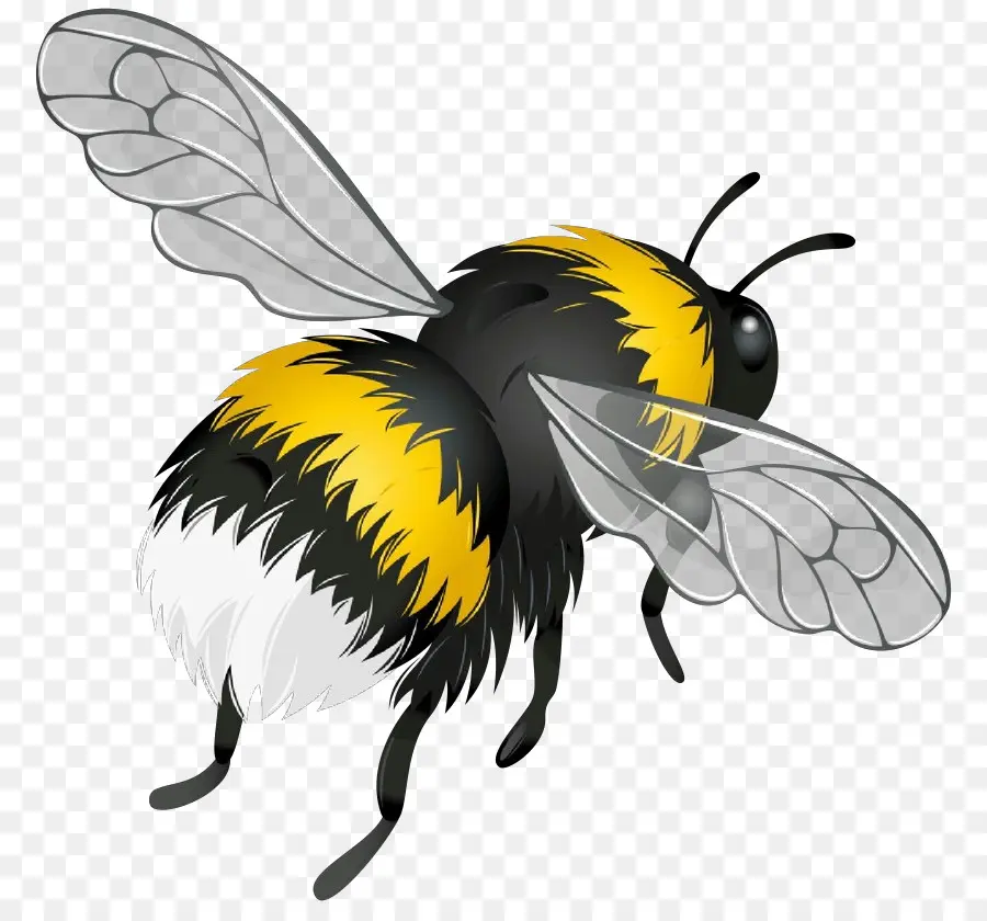 пчела，насекомое PNG