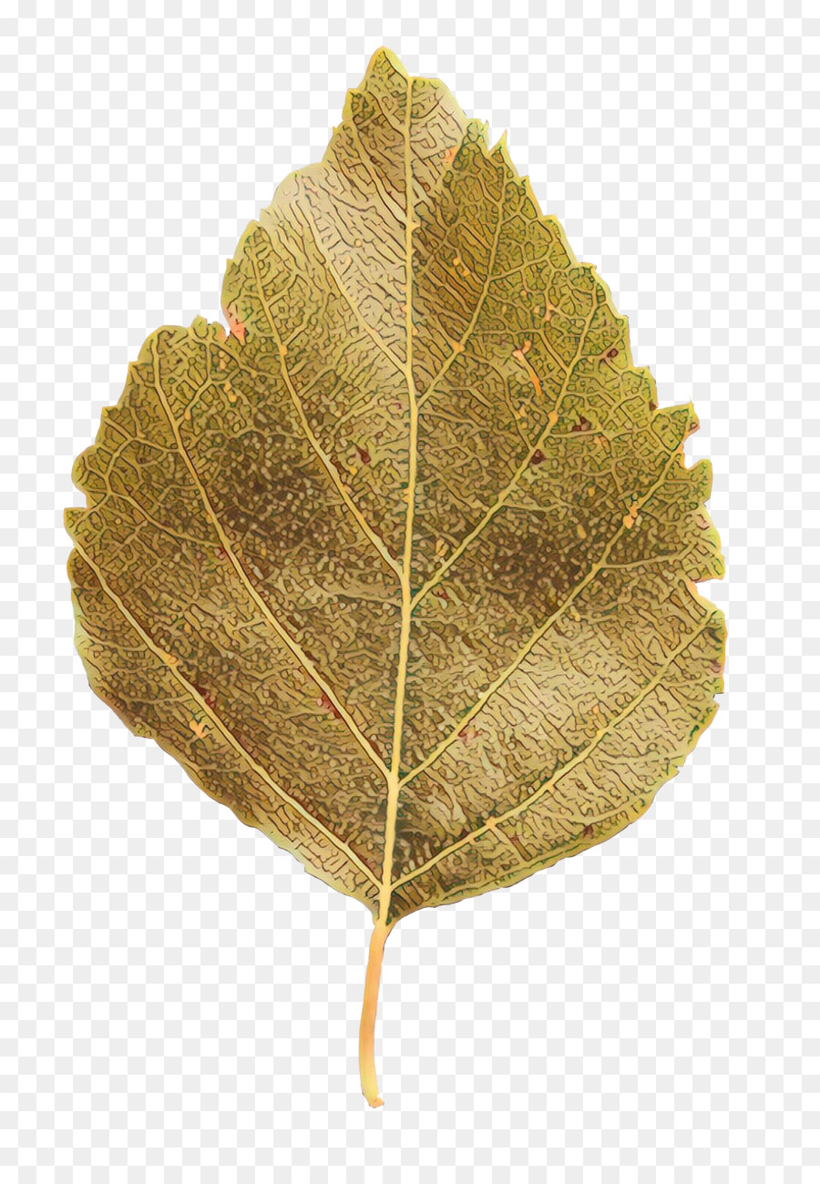 лист，растение PNG
