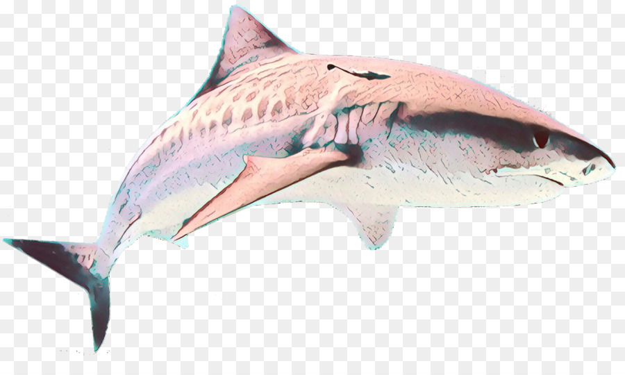 рыба，акула PNG