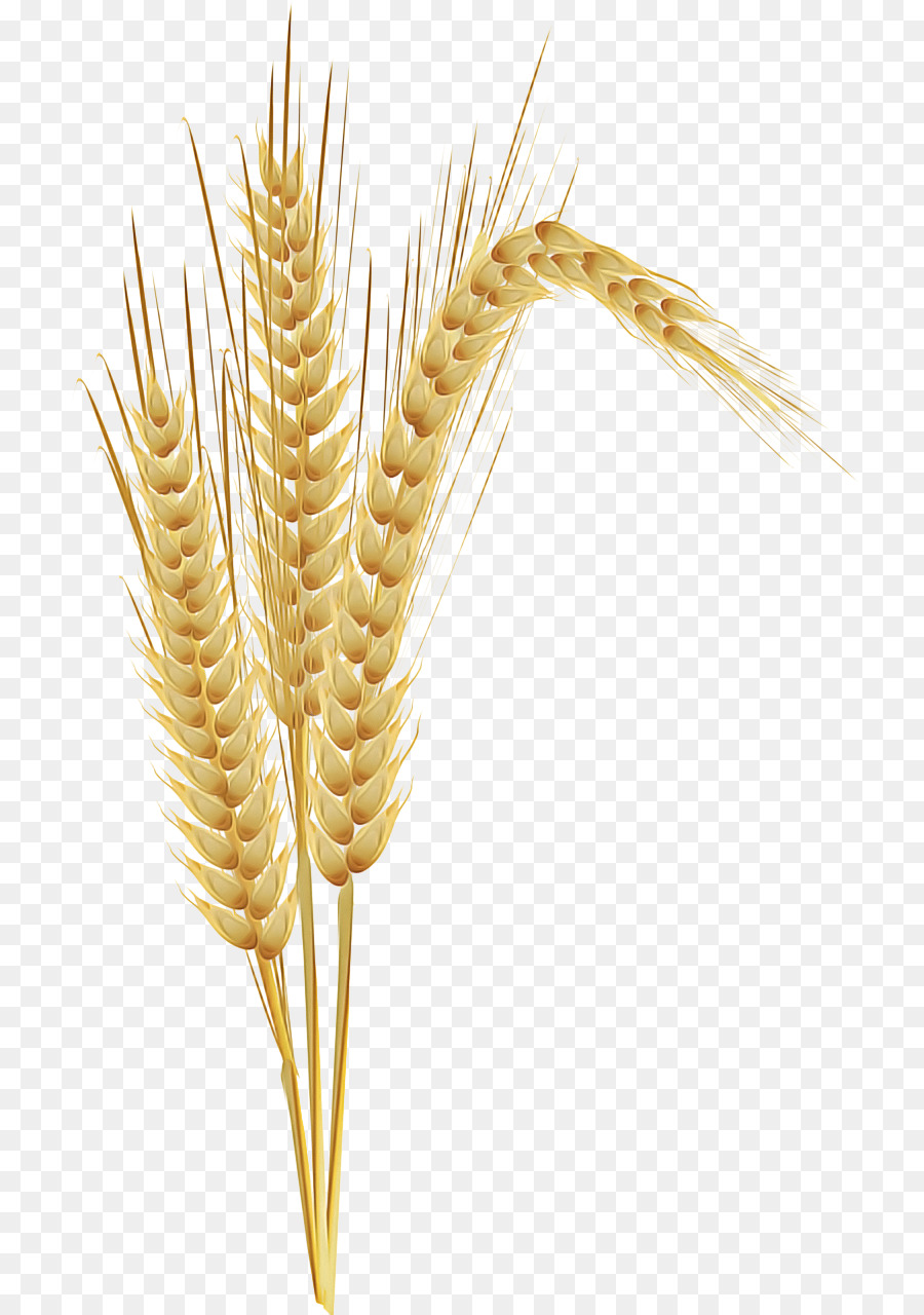 пшеница，пищевое зерно PNG