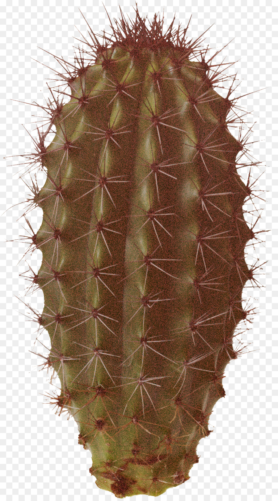 кактус，Наземное растение PNG