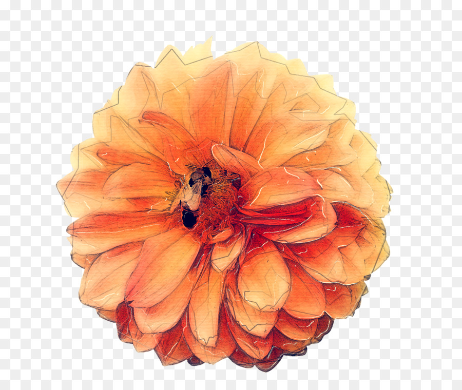 апельсин，цветок PNG