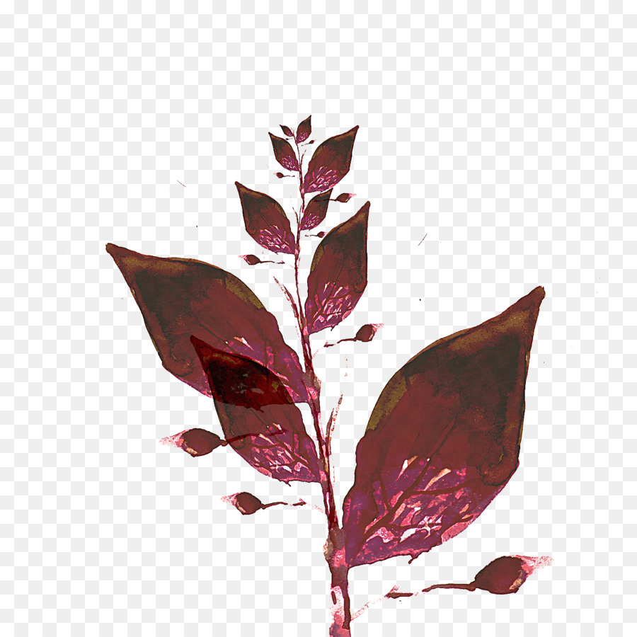 Лист，цветок PNG