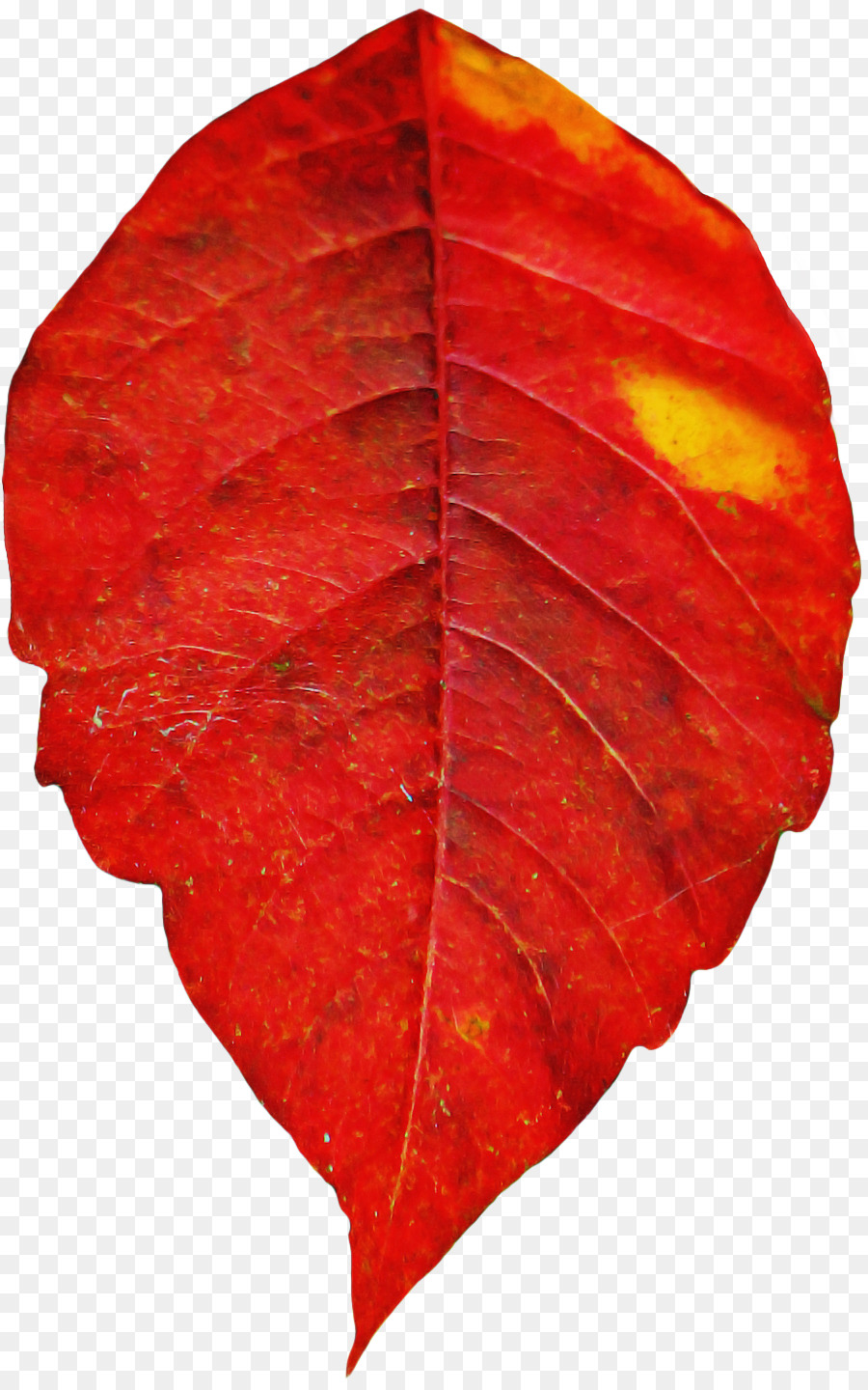 лист，красный PNG