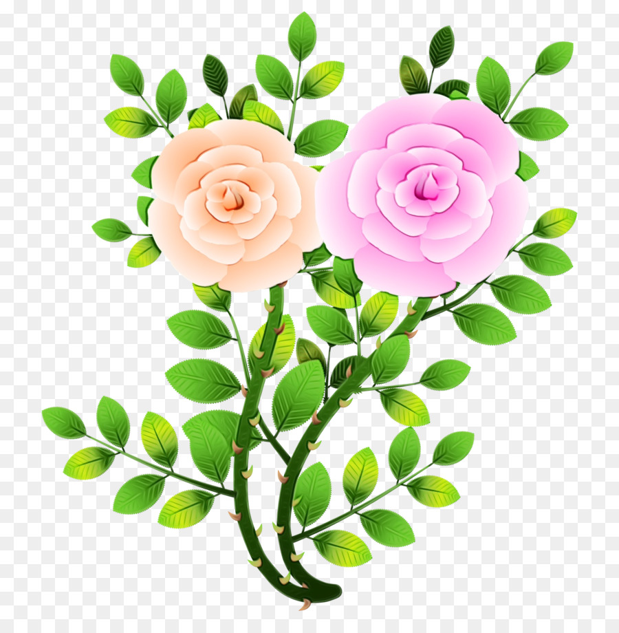 цветок，Роза PNG