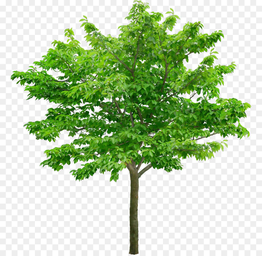 дерево，растение PNG