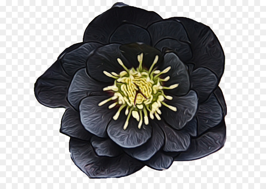 Блэк цветок. Морозник Anemone Black. Блэк Флауэрс. Helleborus Anemone Black. Черный цвет.