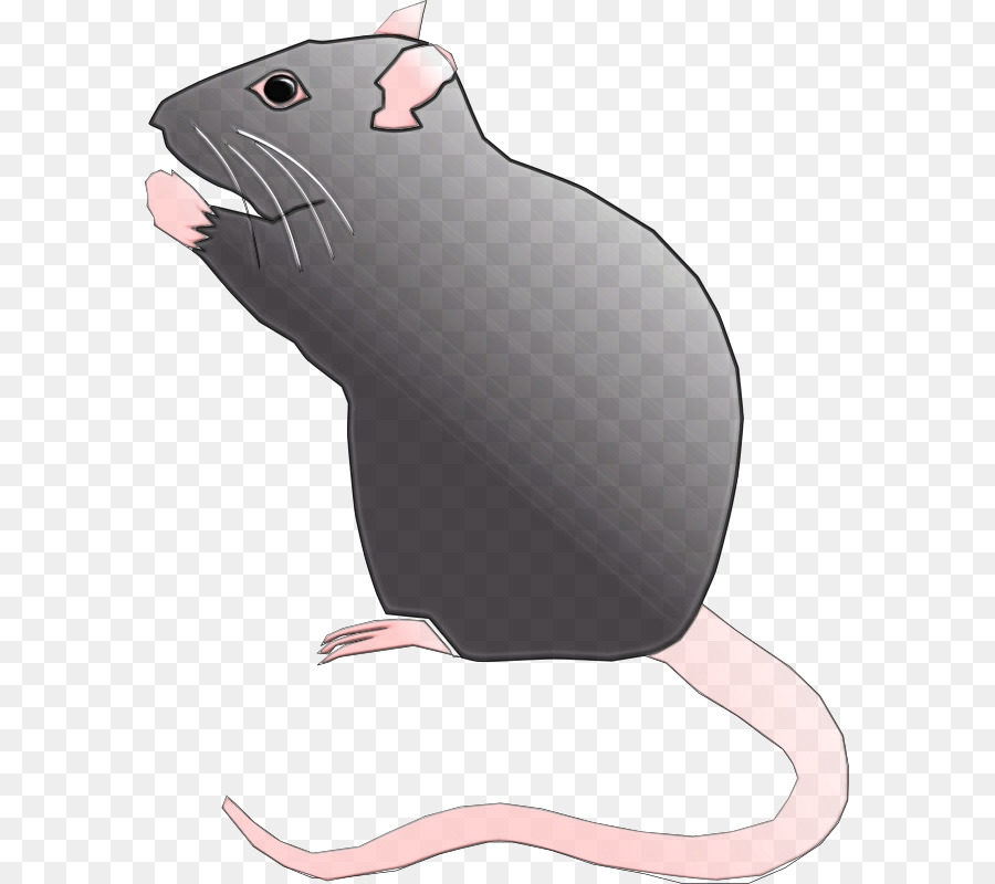 крыса，Мышь PNG