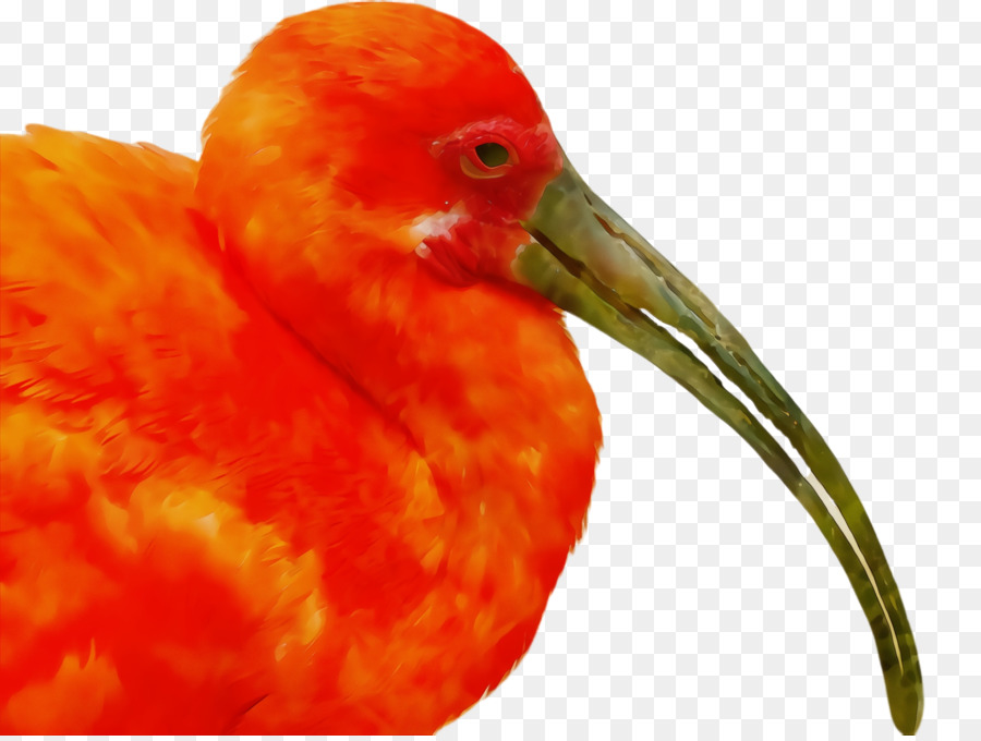 птица，клюв PNG