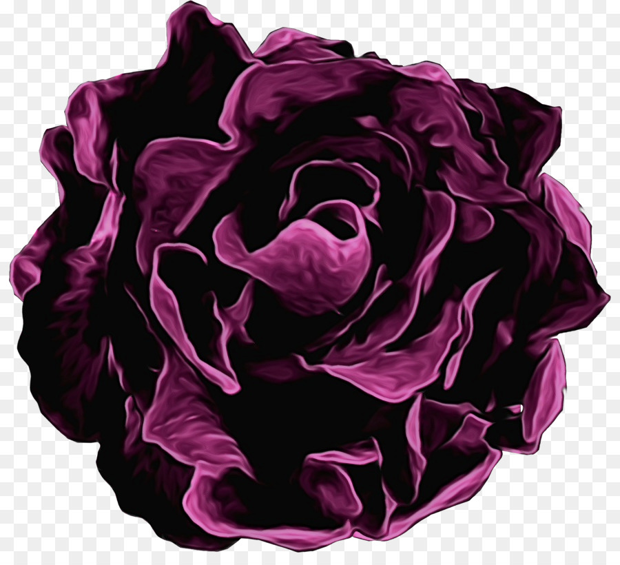 садовые розы，фиолетовый PNG