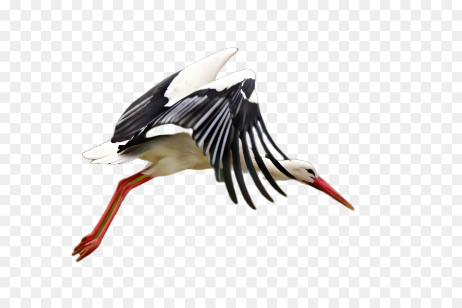 птица，белый аист PNG