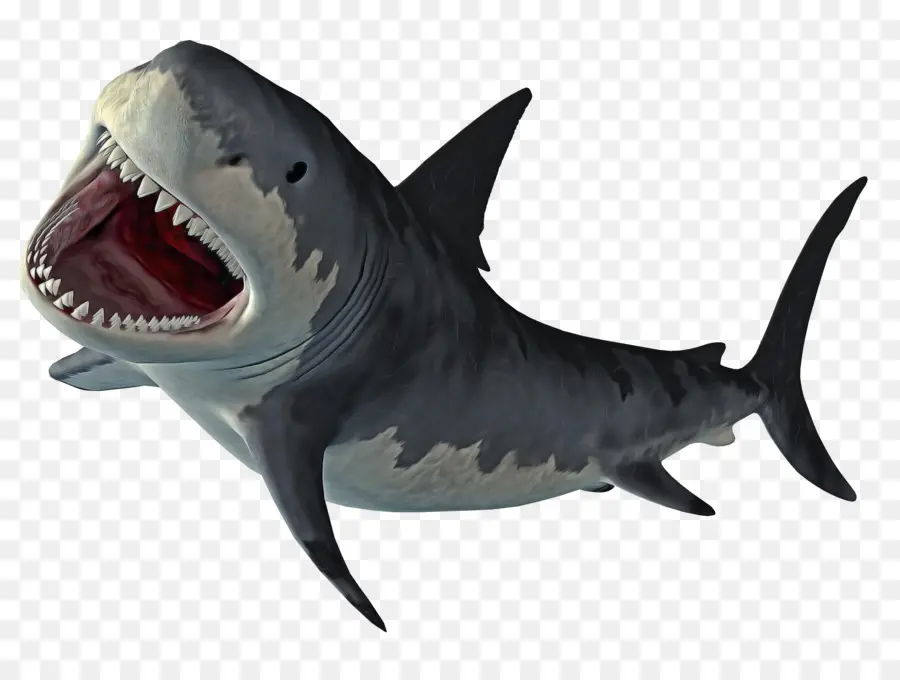 акула，Большая белая акула PNG