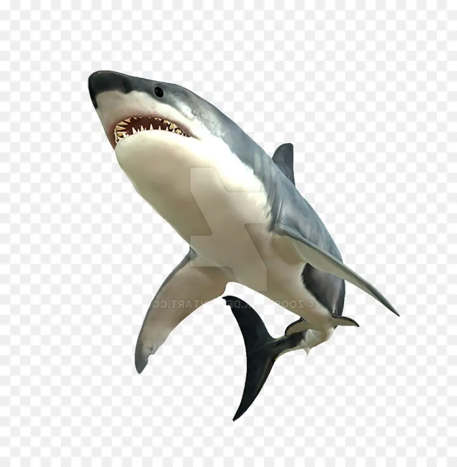акула，рыба PNG