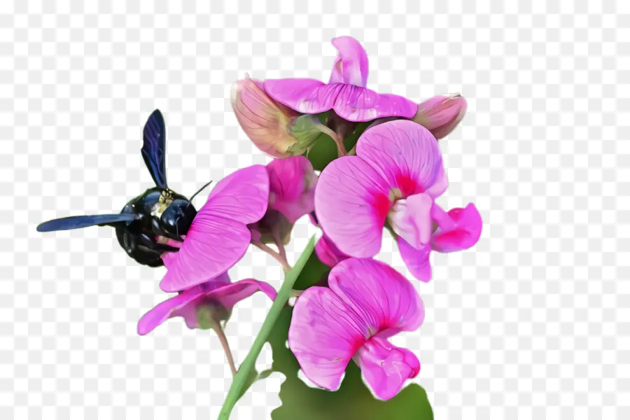 цветок，цветущее растение PNG