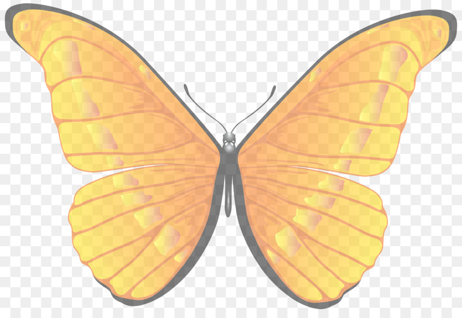 Мотыльки и бабочки，бабочка PNG