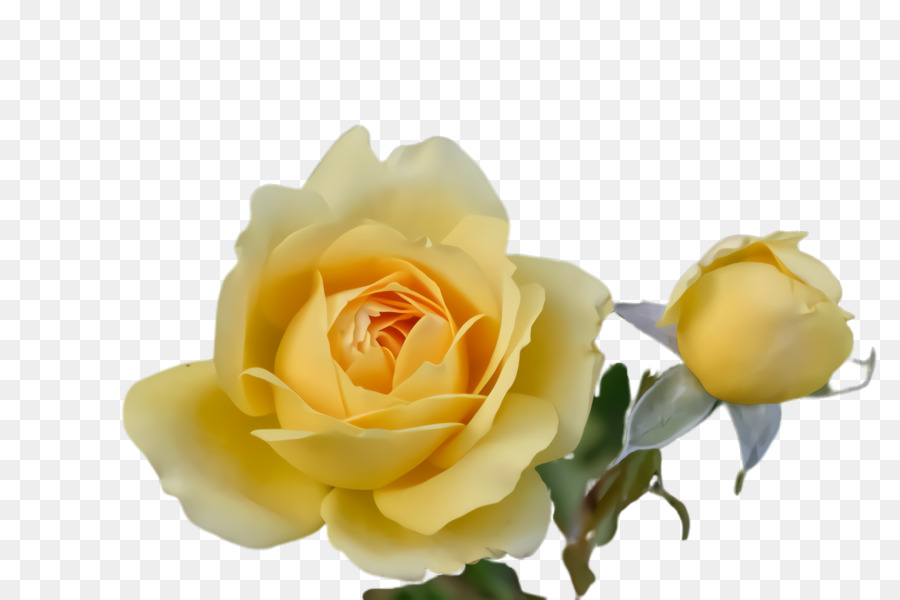 цветок，Роза PNG