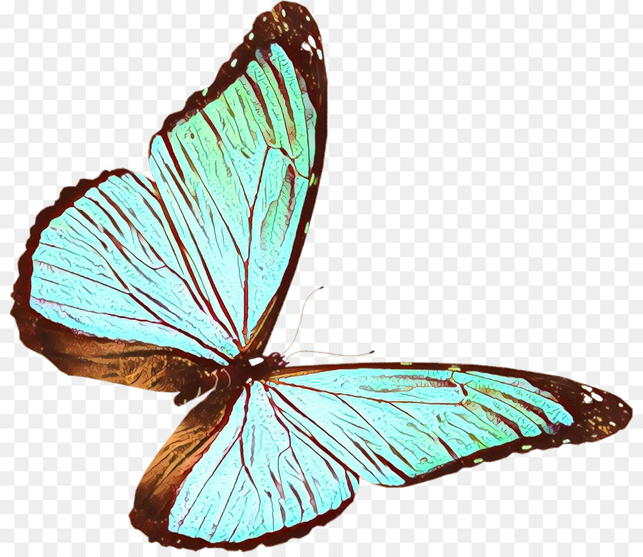 Бабочка，насекомое PNG