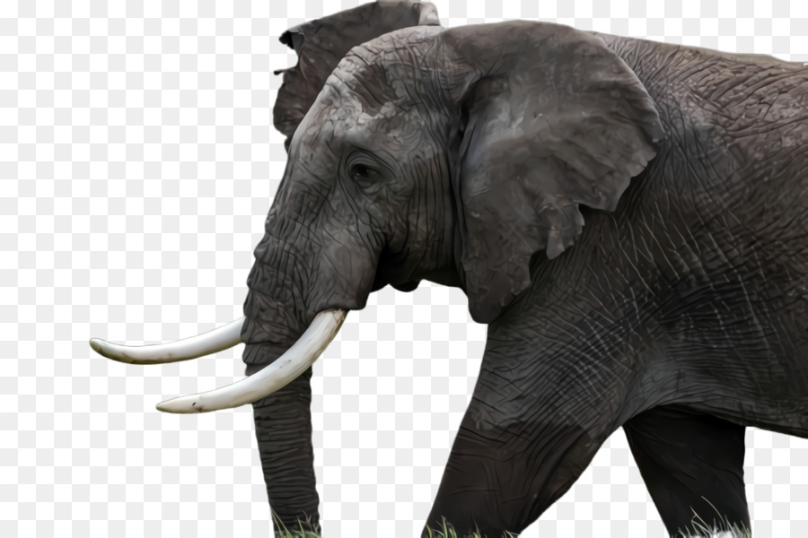 слон，Слоны и мамонт PNG