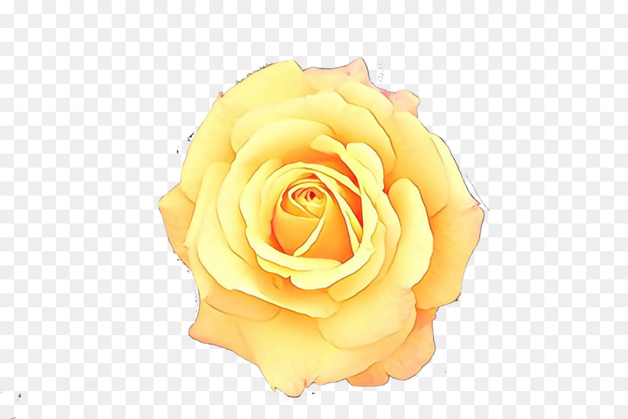 Роза，садовые розы PNG