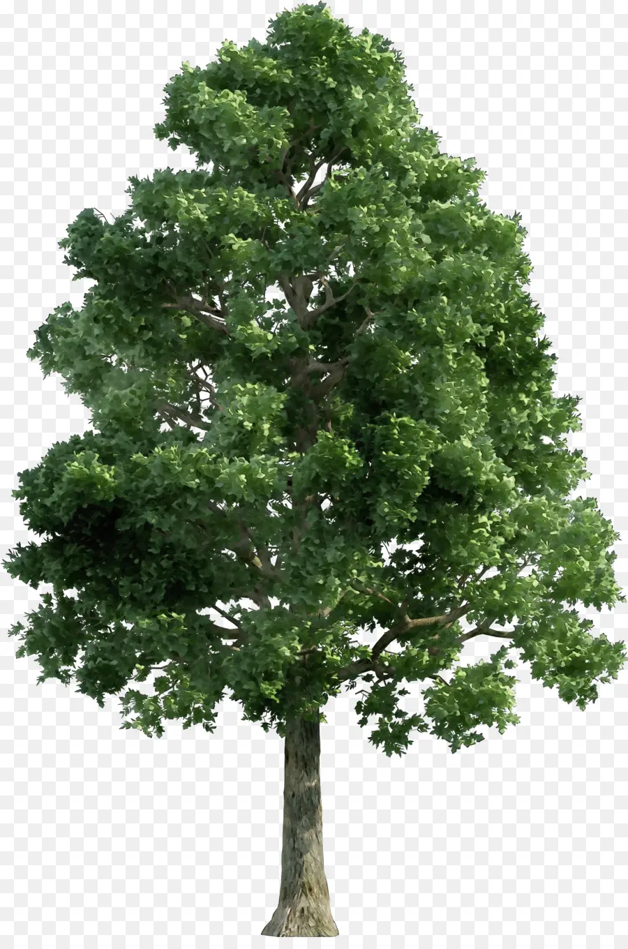 дерево，растение PNG