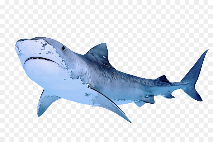 рыба，акула PNG